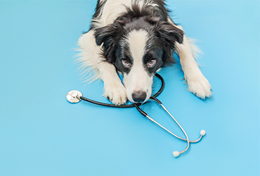 Banner bloco 03 – 02 – veterinaria