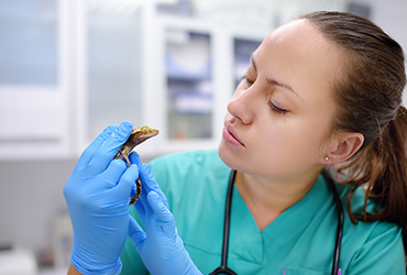 Banner bloco 03 – 03 veterinaria